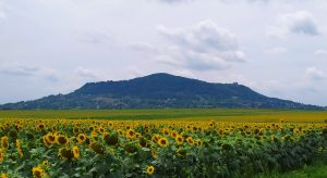 Somló hegy
